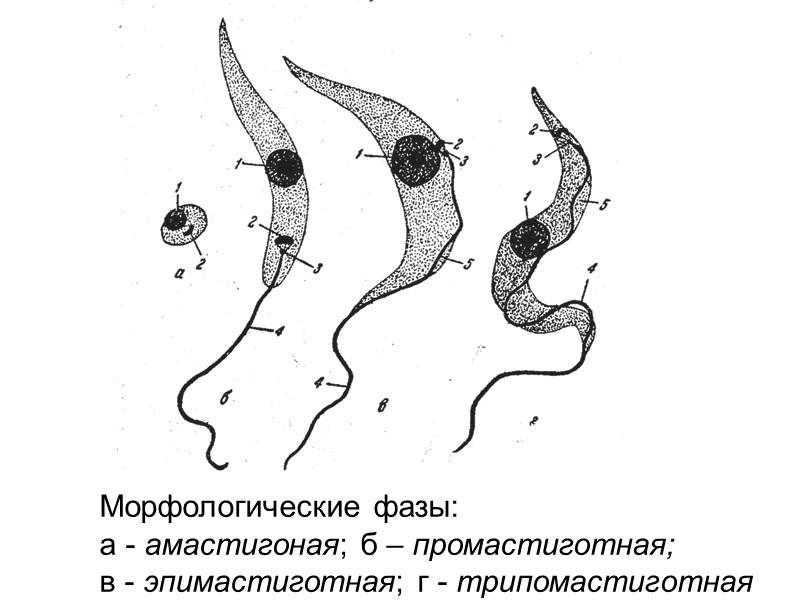 Морфологические фазы: a - амастигоная; б – промастиготная;  в - эпимастиготная; г -